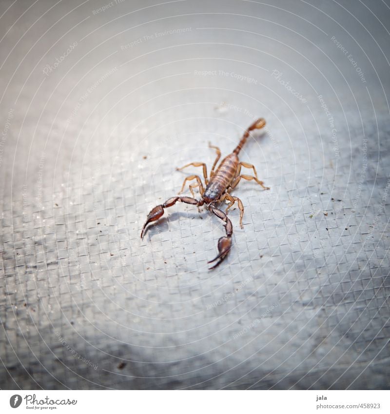 untermieter | urlaubsbekanntschaft Tier Wildtier Skorpion 1 ästhetisch stachelig Horoskop Gift Farbfoto Außenaufnahme Menschenleer Textfreiraum links
