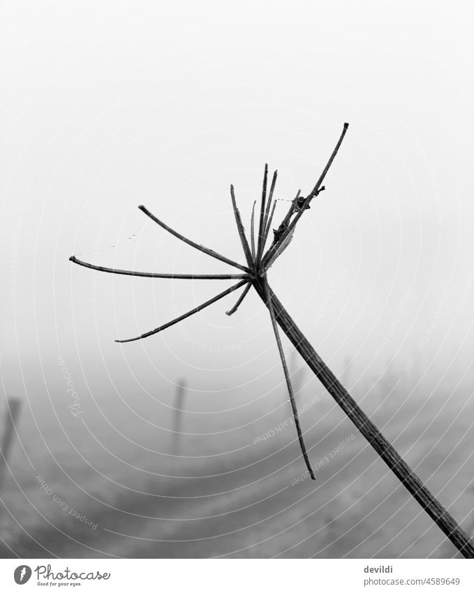 dem Himmel entgegen, Wildpflanze im Winter Pflanze Monochrom Schwarzweißfoto Natur Nebel Wege & Pfade Landschaft Menschenleer Umwelt kalt Einsamkeit ruhig Tag