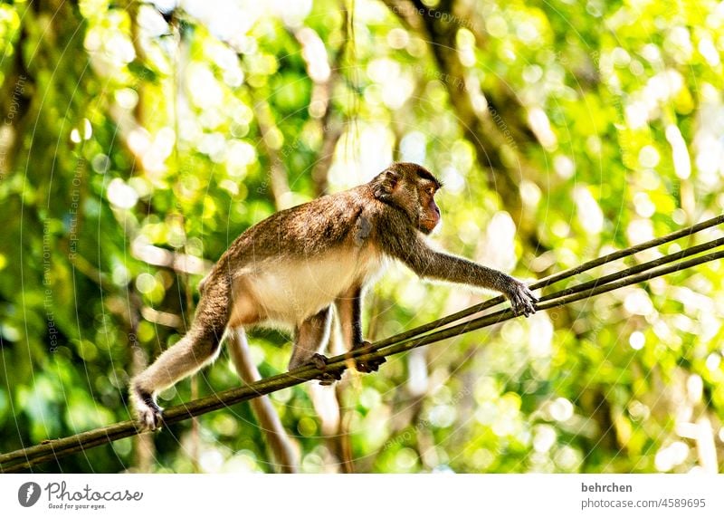 filigran | seiltänzer Leitungen balancieren Makaken Umweltschutz Asien Sonnenlicht Tierschutz Ferien & Urlaub & Reisen Ferne bako nationalpark Abenteuer Ausflug