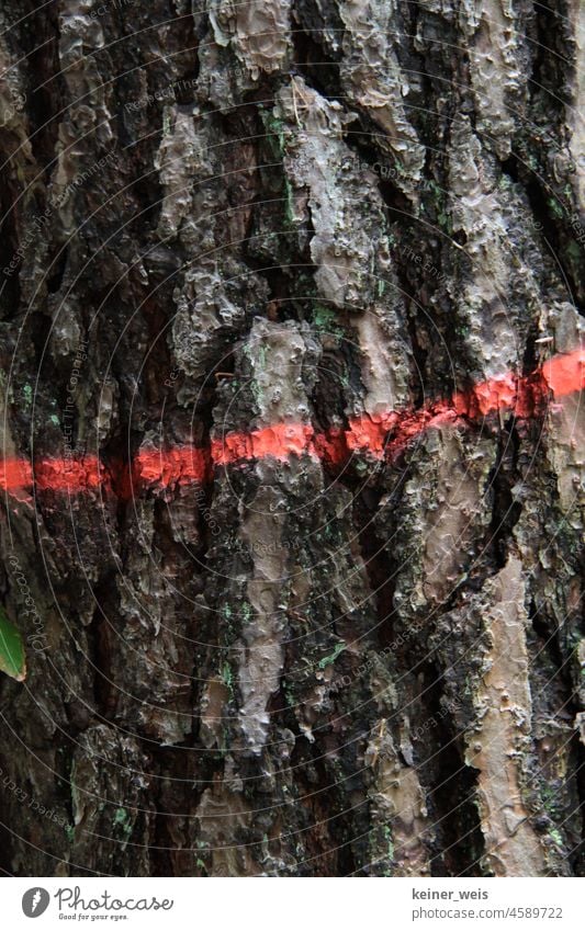 Baumrinde mit roter Farbe markiert zur Abholzung Heizkosten Holz Strich Fällung Baumfällung Forst Heizmaterial Forstwirtschaft Rinde Bauholz Borke Nadelbaum