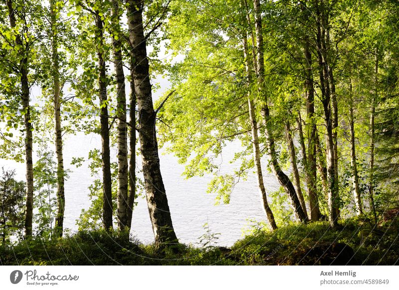 Birkenbestandenes Ufer an See in Schweden. Wald Landschaft Menschenleer Farbfoto allein Natur Einsamkeit Tag Pflanze wandern Bäume Kanu Kanutour Kanufahren
