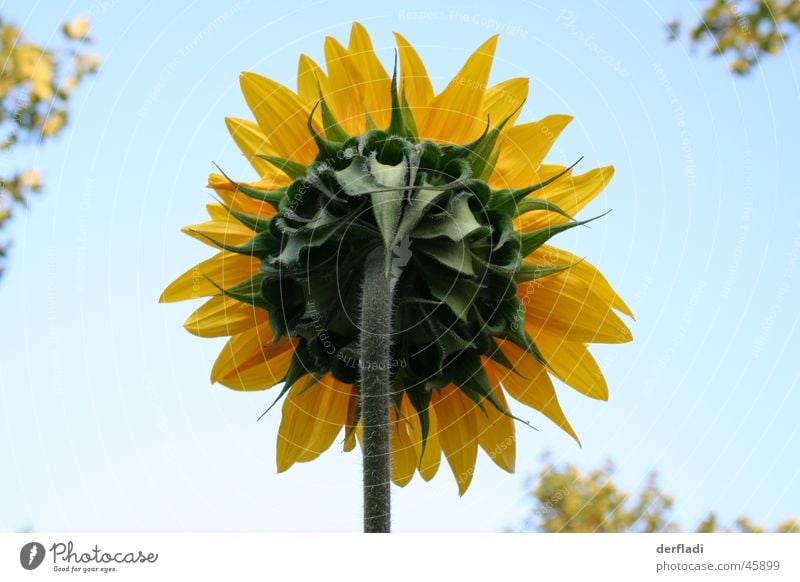 Sonnenblume mal anders Blume Blatt sonneblume rückwärts von sun flower sunflower