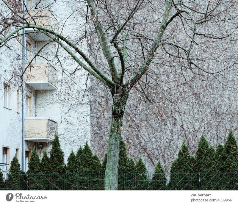Baum und grüne Thujen steht vor bewachsener Brandmauer und Wohnhaus mit Balkonen in Stadt Mehrfamilienhaus Thuja Geflecht städtisch Mietshaus Fassade kahl