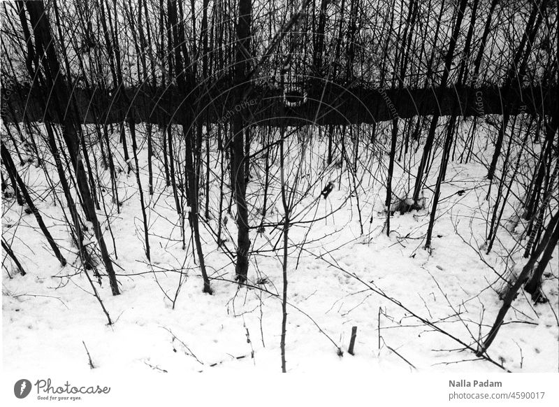 Umweltverschmutzung analog Analogfoto sw schwarzweiß Schwarzweißfoto Bäume Wald Schnee Winter Reifen Gewässer Linien senkrecht horizontal Außenaufnahme Baum