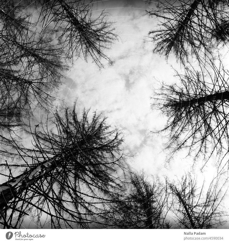 Waldzustandsbild analog Analogfoto sw schwarzweiß Schwarzweißfoto Baum Wolken trostlos Waldsterben Tod nadellos Außenaufnahme menschenleer Natur Geäst Himmel
