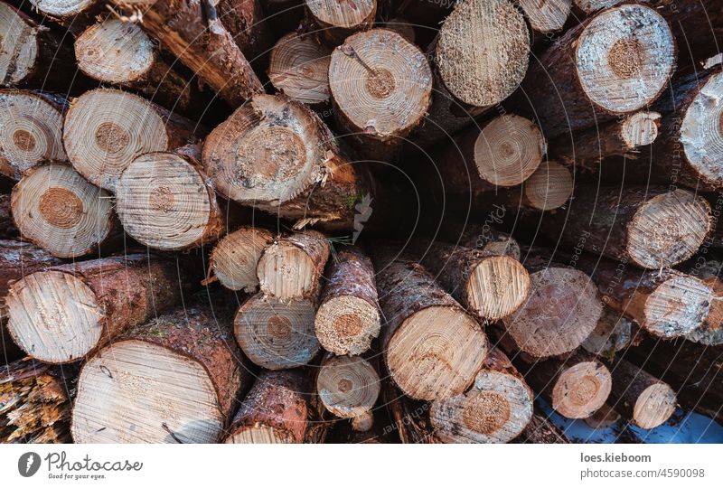 Nahaufnahme von frisch geschlagenem Holz, das in einem gefrorenen Wald aufgeschichtet wurde Haufen gehackt Forstwirtschaft Nutzholz Baum Stapel Muster