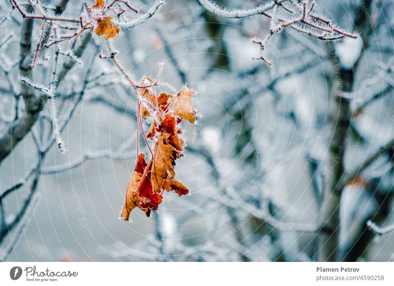 Herbstliches gelbes Blatt auf einem Ast in Frostnadeln. Gefrorenes einsames Herbstblatt auf einem kahlen Ast eines Baumes. Morgenfrost. Spätherbst. Winterlicher Hintergrund.