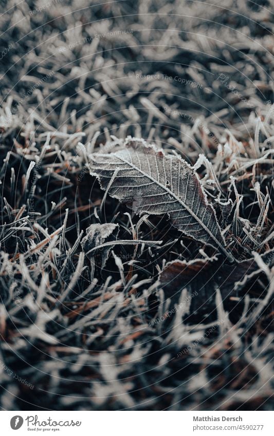 Ein Blatt im Frost Blattadern Blattgrün Eis frostig Natur kalt gefroren Winter Raureif Außenaufnahme Pflanze