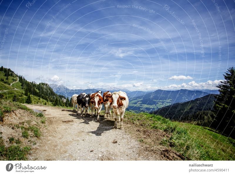 Sie kommen. Kühe Kühe auf der Weide Außenaufnahme Farbfoto Highlands Beginn Idylle Tradition Österreich friedlich Neugier Zusammensein Kommunizieren Blick
