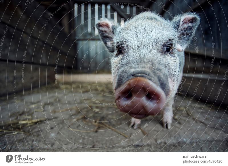 Minipig Schwein Minischwein Glück Tier Tierporträt Tiergesicht Erde schwache Tiefenschärfe Schweinegsicht Tierhaltung Biologische Landwirtschaft Nutztier