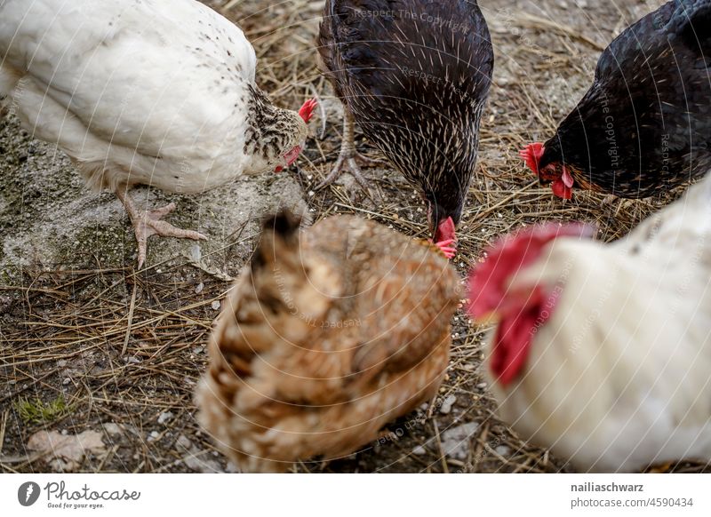 Hühner Hühnerei Hühnervögel Hühnerstall Ostern picken Futter Malzeit beschäftigung Fressen braun Außenaufnahme Haushuhn artgerecht Federvieh Bioprodukte