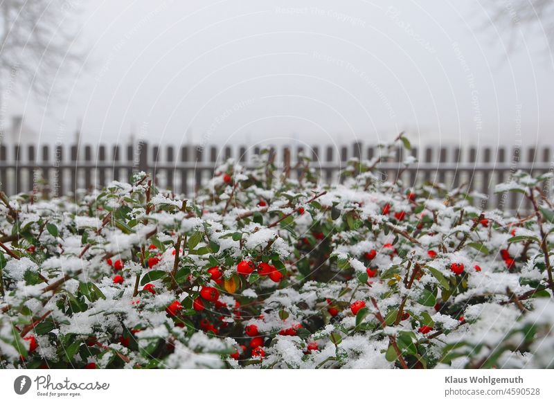 Verschneiter Strauch mit grünen Blättern und roten Früchten an einem Staketenzaun im Winter Garten Gartenzaun strauch Schnee Laubwerk kalt kalte jahreszeit
