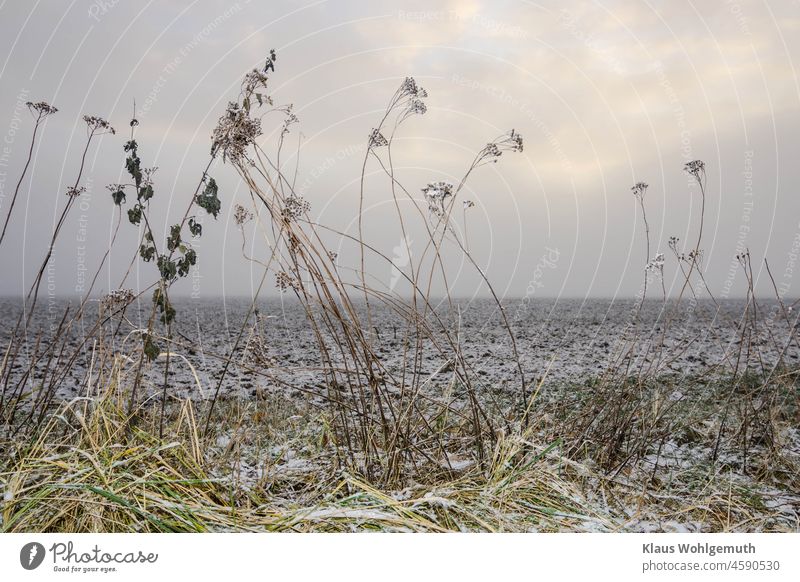 Schnee- und Reifbedecktes Feld mit Gras und Pflanzenhalmen im Vordergrund unter bewölktem Winterhimmel Winterlandschaft Acker Unkraut ackerrand Feldrain