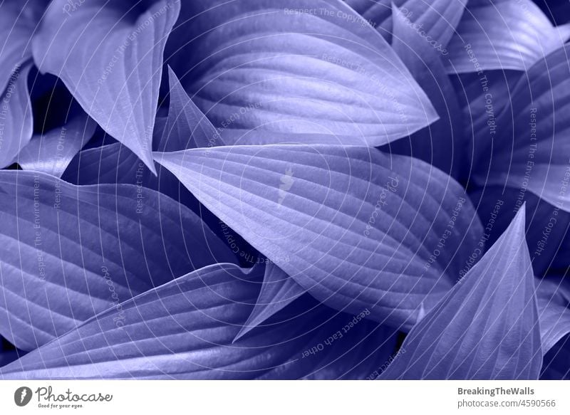 Lila getönten Hosta Pflanze Blätter Hintergrund Blatt Laubwerk geblümt Blume Sehr Peri sehr peri Lavendel purpur violett Farbe Jahr 2022 trendy beliebt frisch