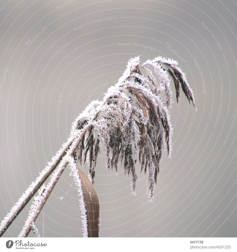 Fruchtstände vom Schilfrohr mit Raureif überzogen Winter grauer Himmel Frost Eiskristalle Pflanze Uferpflanze Teichpflanze Phragmites australis Riedgras