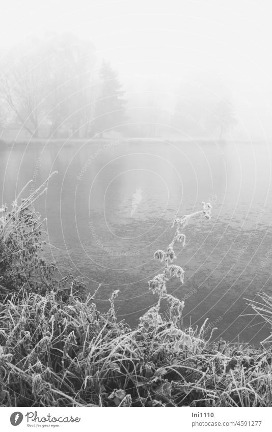 dichter Nebel am See im Vordergrund Pflanzen mit Raureif überzogen Winter Naturerlebnis mystisch geheimnisvoll nebelig Nebelstimmung trübes Wetter Wasser