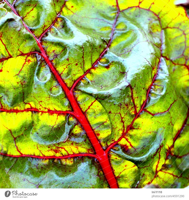 Mangold Blatt mit roten Adern Landwirtschaft Gemüse Lebensmittel gesund Blattgemüse Nahaufnahme Blattstruktur rote Adern Farbe grün gelb glänzend Glanzlicht