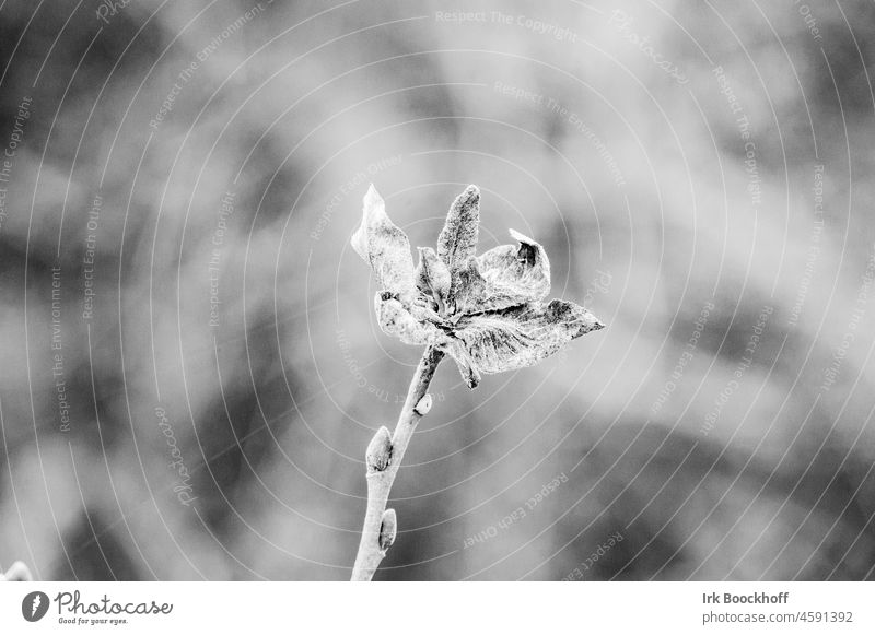 mystische Knospe in Schwarz-Weiß Menschenleer Pflanze Unschärfe Schwarzweiß Bokeh Nahaufnahme Detailaufnahme Makroaufnahme Schwarzweißfoto Blume Blüte