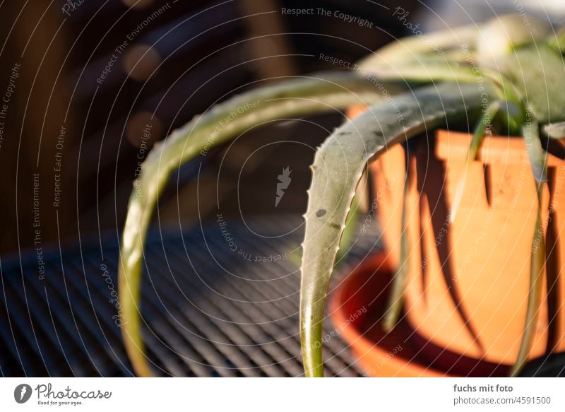 frierender Aloevera, eingehender Aloevera kalt winter erfrierern erfrieren Pflanzen Balkon Morgensonne Tau schärfentiefe Blurry Blumentopf Bokeh grun