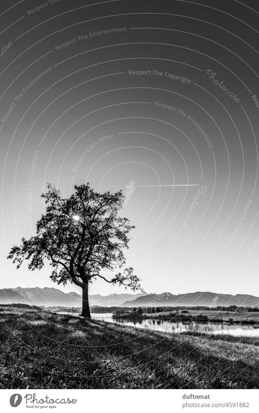 Schwarzweiß Bild eines Baumes in Landschaft mit See Richtung Berge Kuppe einsam Natur natürlich Außenaufnahme Menschenleer Einsamkeit ruhig Stille Wachstum