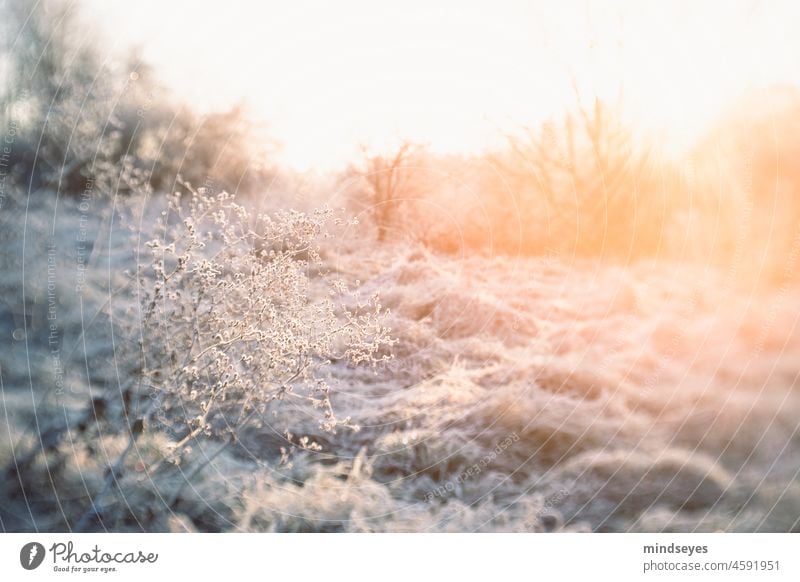 Raureif und Wintersonne Rauhreif Wintermorgen lensbaby schnee sonnenstrahlen winterzauber landschaft kalt sonnig natur pur Natur