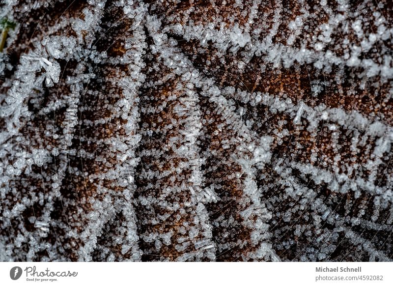 Grfrorenes Herbstblatt Blatt kalt Winter gefroren Eis Frost Eiskristall Natur Kristallstrukturen Nahaufnahme Makroaufnahme weiß Schneekristall Winterstimmung