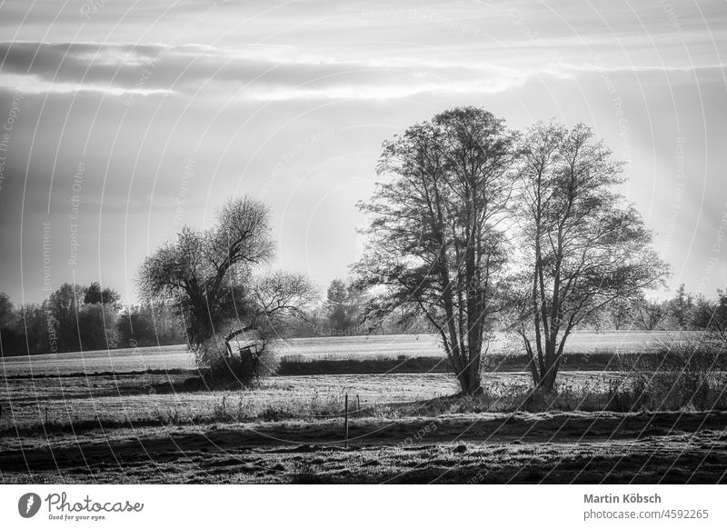Wiesen und Bäume mit Nebel in Brandenburg. Abgebildet in schwarz-weiß. schwarz auf weiß Landschaft Natur Kontrast reisen Textur Himmel mystisch malerisch