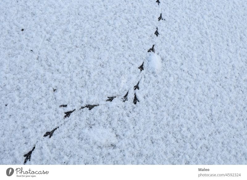 Vogelspuren im Winter auf frischem Schnee Bahn kalt weiß Saison Fußspur Hintergrund Natur Weg Muster Schritt Spur Frost im Freien Fußtritt drucken Textur
