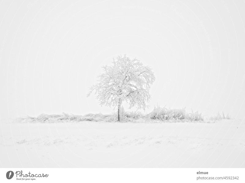 verschneiter Feldrain mit einem einzelnen schneebedeckten Baum / Winter / Klima Schnee Minusgrade Feldweg weiß monochrom Weg Frost Laubbaum Landschaft