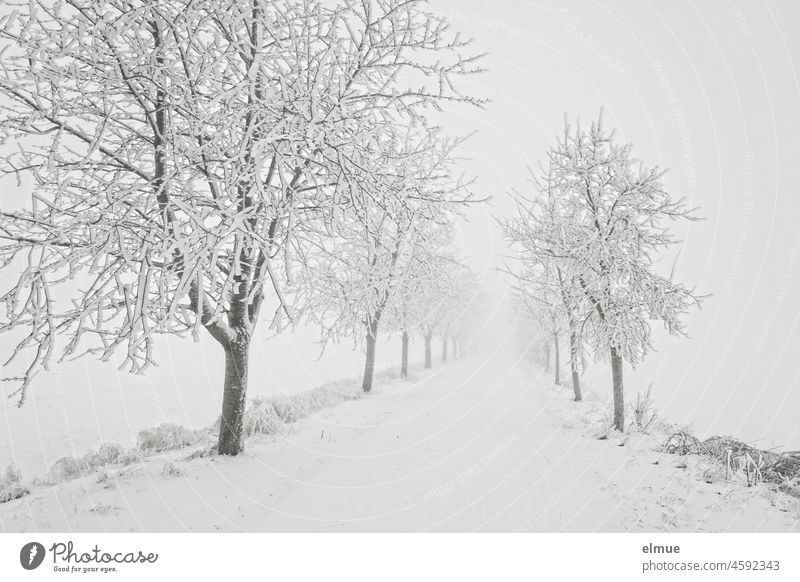 verschneiter Feldweg mit schneebedeckten Obstbäumen / Winter / Klima Schnee weiß monochrom Weg Laubbäume Frost Landschaft Winterstimmung Schneedecke Wintertag