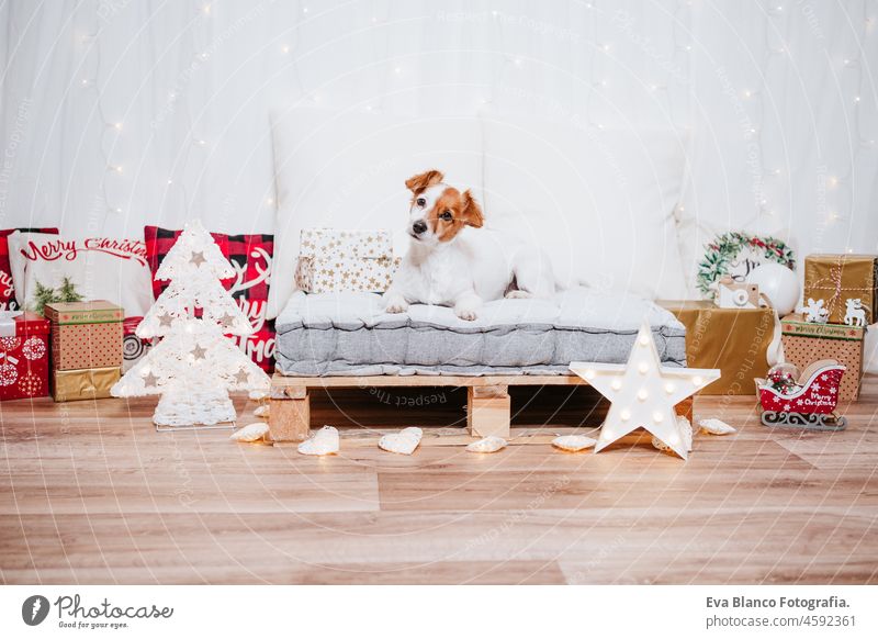 niedlichen Jack Russell Hund sitzt auf bequemen Kissen über Weihnachtsdekoration zu Hause oder im Studio. Weihnachtszeit, Dezember, weißer Hintergrund mit Lichtern