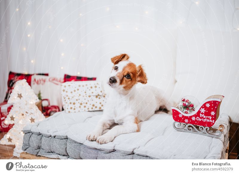 schönes Porträt von Jack Russell Hund sitzt auf bequemen Kissen über Weihnachtsdekoration zu Hause oder im Studio. Weihnachtszeit, Dezember, weißer Hintergrund mit Lichtern