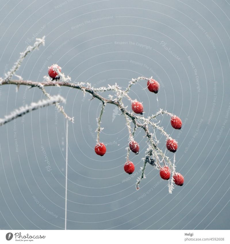 kleiner Zweig mit roten Hagebutten, Spinnfaden und Raureif im Nebel Eiskristalle Kälte Winter Frost frostig kalt Dezember gefroren frieren Winterstimmung