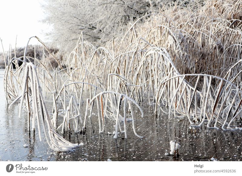 mit dickem Raureif bedeckte Schilfgräser beugen sich auf dem zugefrorenen See Winter Kälte Frost gebeugt Eis Eisfläche Eiskristalle Baum kalt Natur weiß frieren
