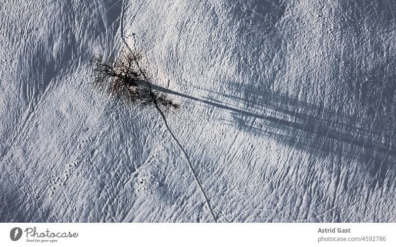 Luftaufnahme mit einer Drohne von einem einzelnen Baum im Winter im Schnee luftaufnahme drohnenfoto baum winter schnee licht schatten sonne schlagschatten