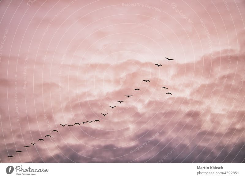 Kraniche bewegen sich in Formation am Himmel. Zugvögel auf dem Darss. Zugvogel V-Formation Zingst beobachten Herbst Sonne Cloud Wildnis Vogel Natur Süden Fliege