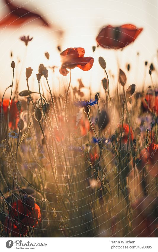 Blumenwiese bei Sonnenuntergang Mohn Mohnblüte Wiese Sommer Blüte Außenaufnahme Menschenleer Klatschmohn Feld Idylle schön Kornblume rot blau Sonnenlicht