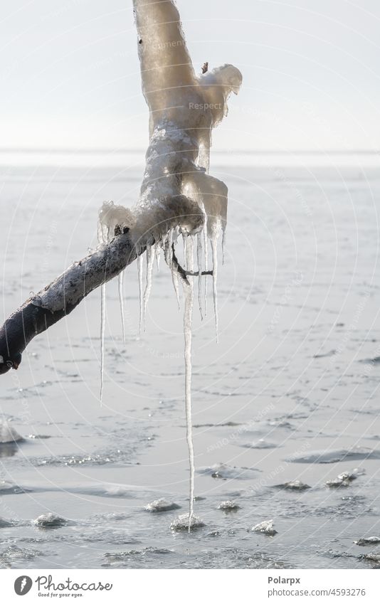 Lange Eiszapfen hängen von einem Ast glänzend erhängen Zuckerguß Russland Tag ungewöhnlich Himmel Küstenstreifen reisen arktische frieren frostig Norden