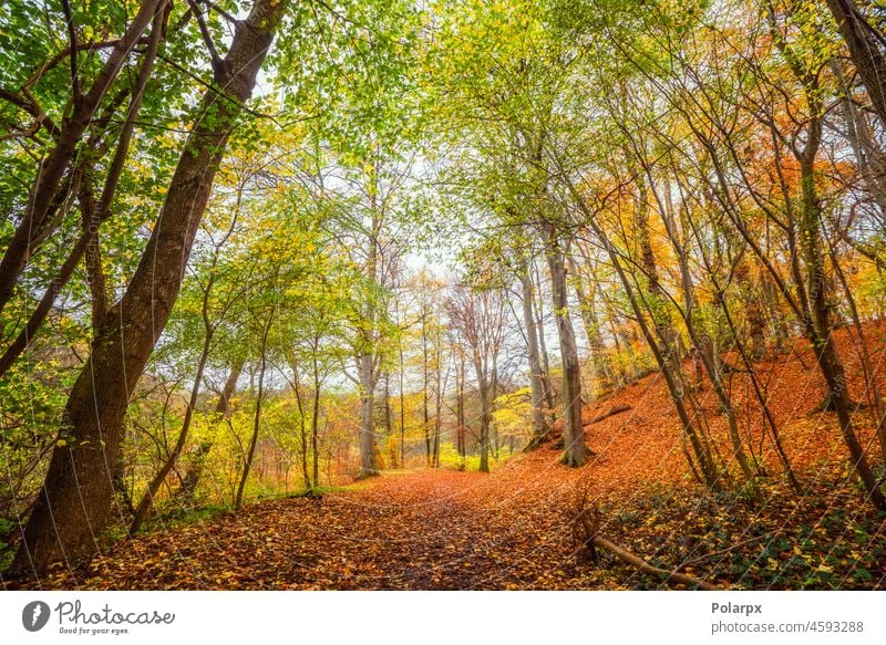 Schöne Herbstfarben im Wald warm im Freien frisch Herbstlaub Sonnenschein Ast Berge u. Gebirge sonnig Tag Himmel Sonnenaufgang Morgen reisen Nebel Wälder