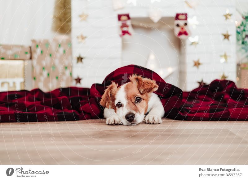niedlichen Jack Russell Hund mit roter Decke bedeckt sitzt über Weihnachtsdekoration zu Hause oder im Studio. Weihnachtszeit, Dezember, weißer Hintergrund mit Lichtern
