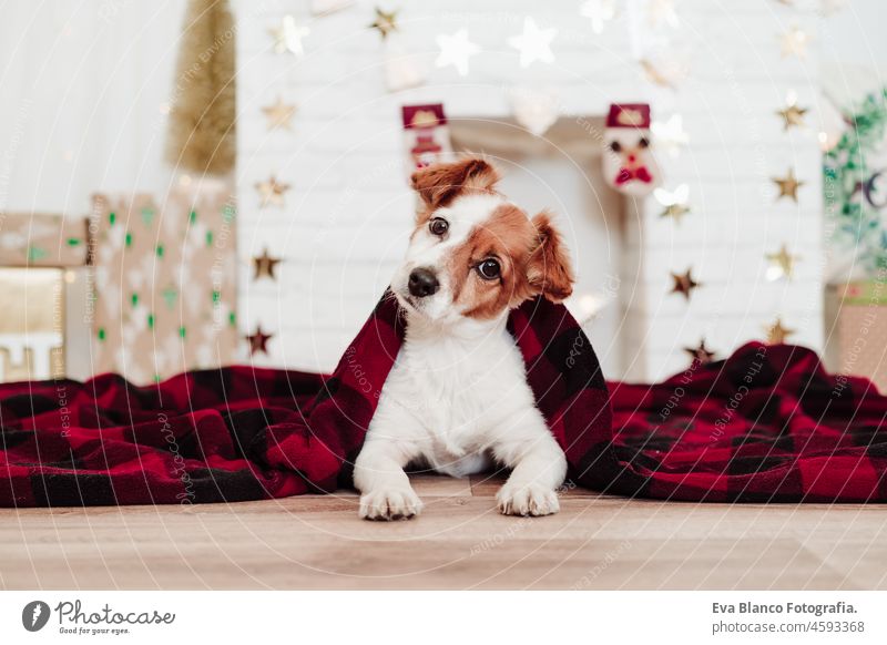niedlichen Jack Russell Hund mit roter Decke bedeckt sitzt über Weihnachtsdekoration zu Hause oder im Studio. Weihnachtszeit, Dezember, weißer Hintergrund mit Lichtern