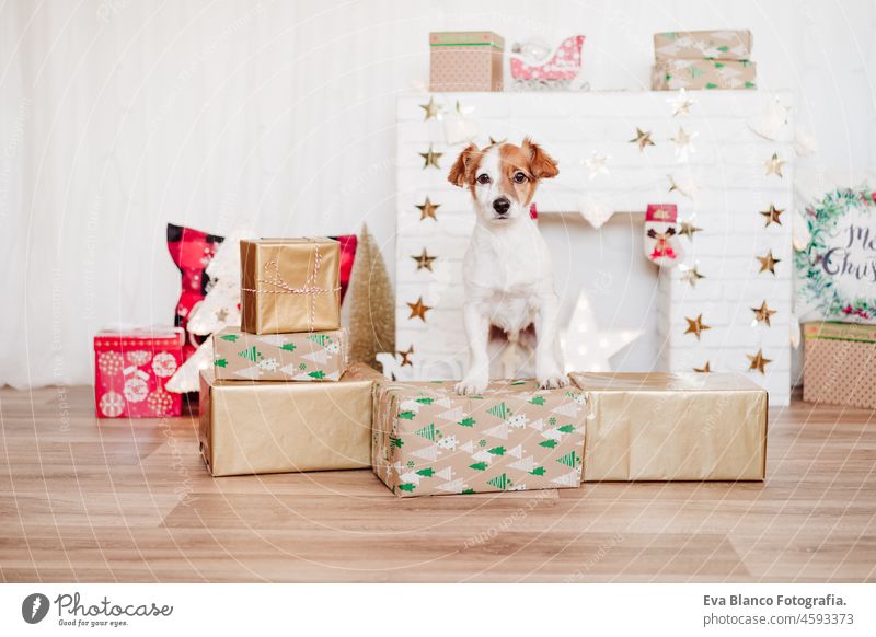 Niedlicher Jack Russell Hund, der auf Geschenkkartons steht, als Weihnachtsdekoration zu Hause oder im Studio. Weihnachtszeit, Haustiere im Haus Geschenke