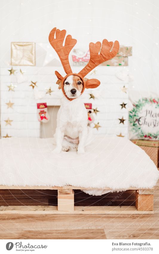 lustige Jack Russell Hund trägt Rentier Hörner Kostüm zu Hause über Weihnachtsdekoration. Weihnachten Konzept, Haustiere im Haus jack russell heimwärts