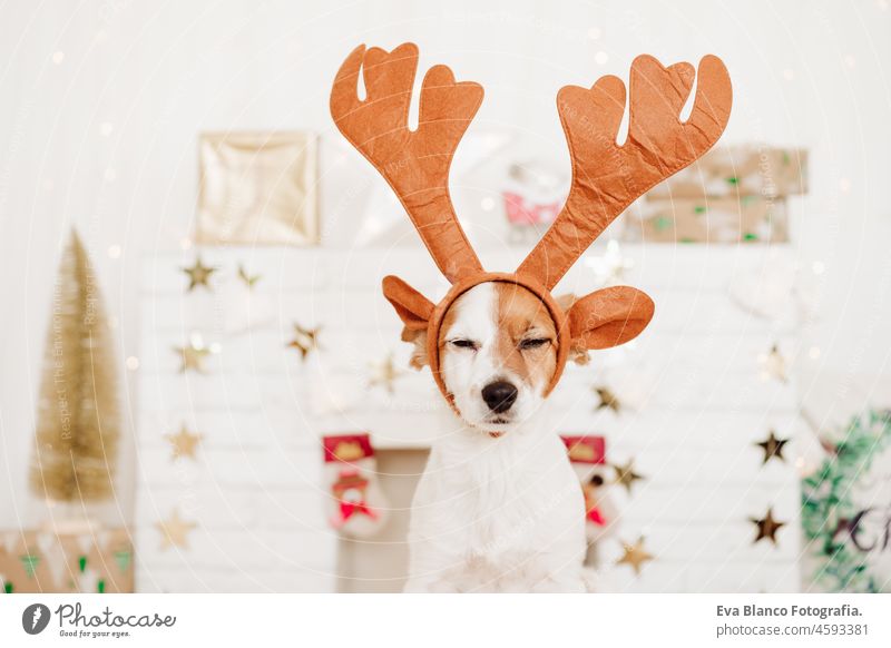 müde oder schlafend Jack Russell Hund trägt Rentier Hörner Kostüm zu Hause über Weihnachten Dekoration. Weihnachten Konzept, Haustiere im Haus jack russell