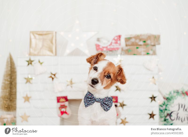 niedlichen Jack Russell Hund trägt Fliege über Weihnachten Dekoration zu Hause oder im Studio. Weihnachtszeit, Dezember, weißer Hintergrund mit Lichtern