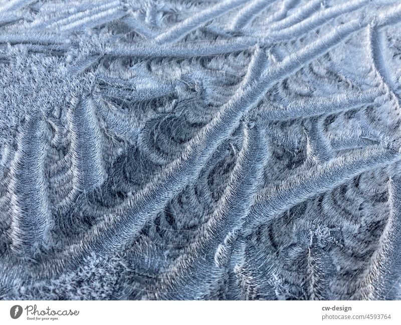 Blumen aus Eis Kontrast Dezemberlicht grauweiß Stille natürliche Farbe gedeckte Farben nah Raureif Schnee frieren Kälte kalt Frost Winter Kälteeinbruch