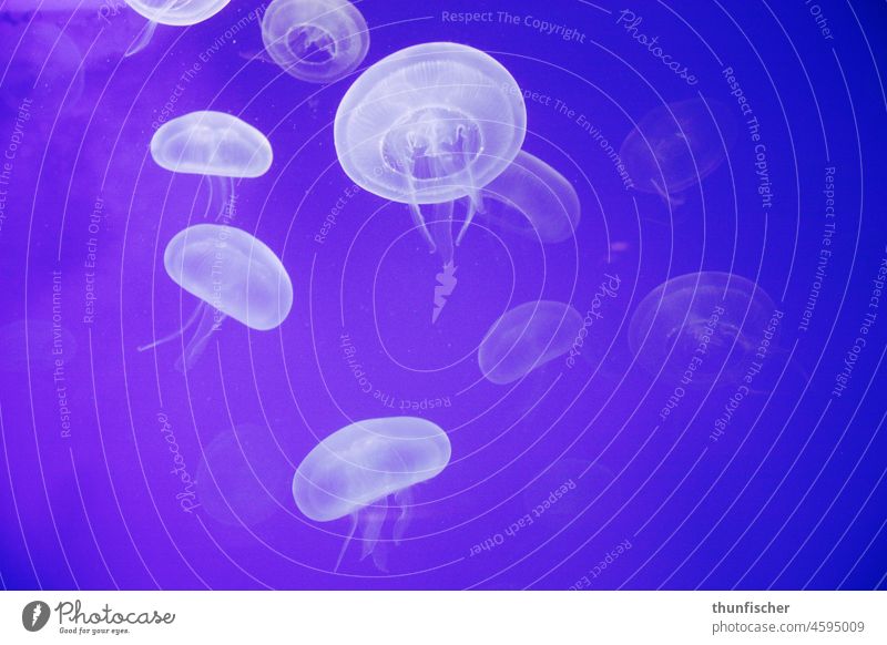 Lila Quallen Yellyfish unterwasser violett lila
