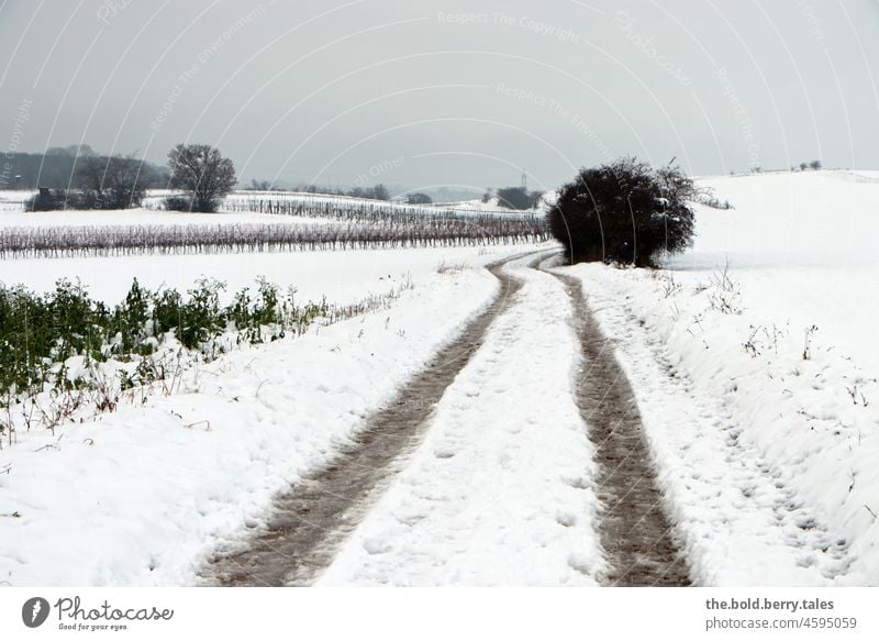 Weg durch eine Winterlandschaft an einem trüben Tag Ausflug Schnee Feldweg Baum Weingärten winterlich trübes Wetter verschneit Landschaft Winterstimmung weiß
