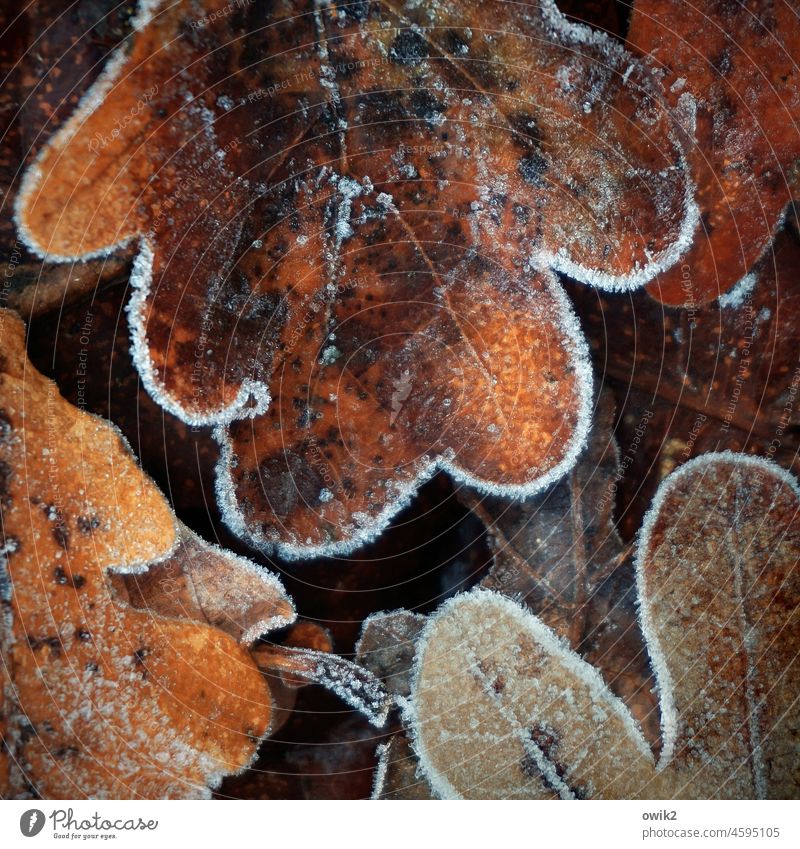 Grob umrissen Eichenblatt Herbstlaub Blatt Pflanze Frost Eis Wetter Winter Urelemente Umwelt kalt braun weiß liegen frieren ruhig Farbe Eiskristall gefroren