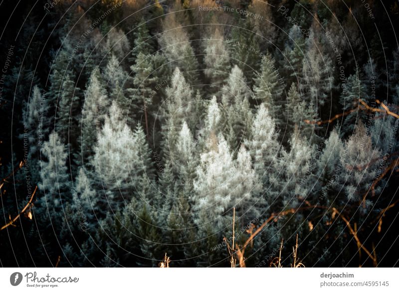 Winterwald. Die Tannenspitzen sind wie weiß gepudert. Vorne sind die Baumspitzen von der Sonne angestrahlt. Tannenzweig Farbfoto Natur Tag grün Umwelt Nadelbaum
